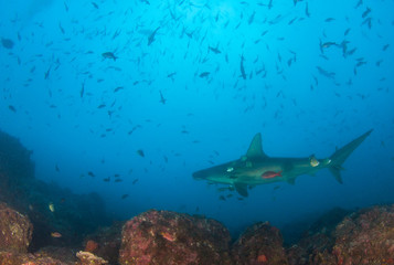 Fototapeta na wymiar Hammerhead shark