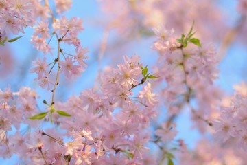 Macro background of blooming pink Japanese Cherry Blossoms