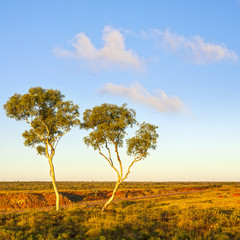 Outback Australia Ghost Gums