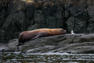 Robbe, Seelöwe  liegt auf felsen an der klippe und relaxed oder schläft. Aufgenommen auf Vancouver Island