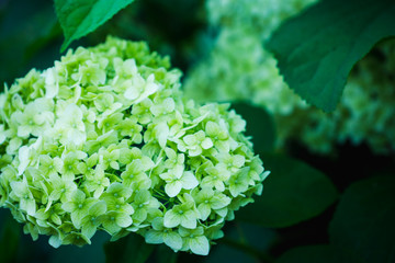 Hydrangea in the garden. Shallow depth of field. Toned image.
