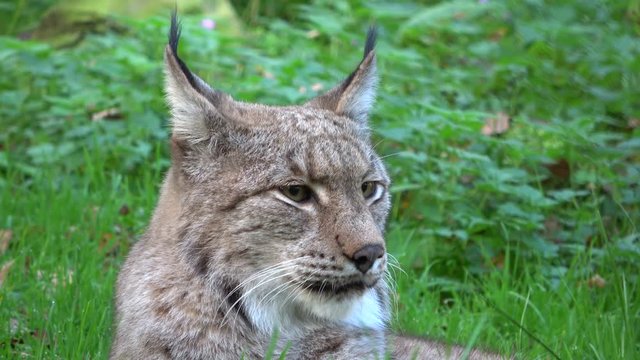 Luchs, Europ&auml;ischer Luchs, Lynx, Pinselohren, Wildkatze, Wildtier, Verhalten, 4K