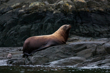 Robbe, Seelöwe  liegt auf felsen an der klippe und relaxed oder schläft. Aufgenommen auf Vancouver Island