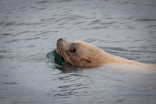 Robbe Seel&ouml;we schwimmt im Meer. Fotografiert als Portrait.