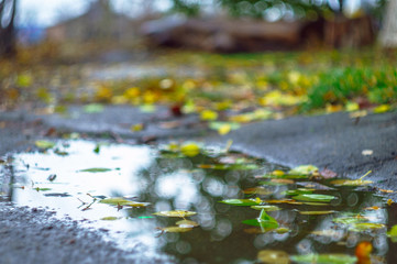 autumn leaves in puddle with mirrored tree