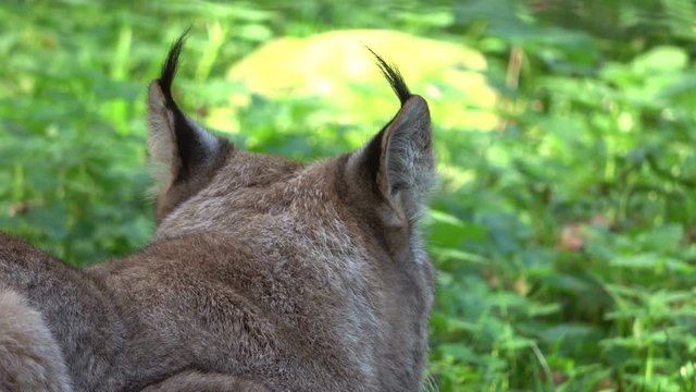 Luchs, Europ&auml;ischer Luchs, Lynx, Pinselohren, Wildkatze, Wildtier, Verhalten, 4K
