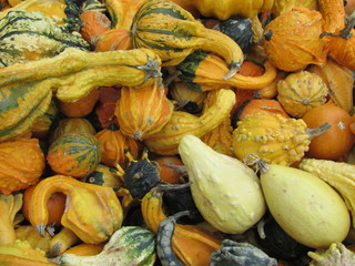 Autumn multicolored squash harvest