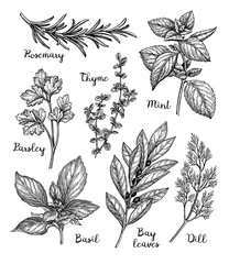 Ink sketch of herbs - obrazy, fototapety, plakaty