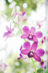 orchid flowers in the garden background with vintage style
