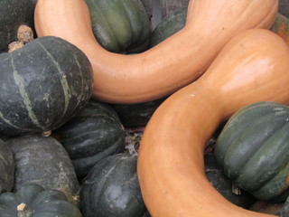 Autumn gourd harvest