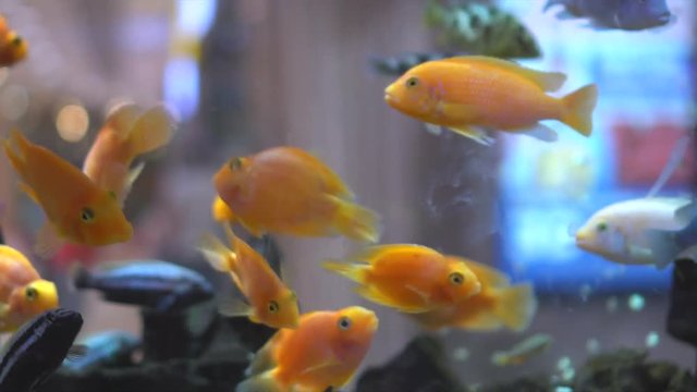 An aquarium in shopping center. A big aquarium in evening shopping center. Aquarium with fish in the shopping center..