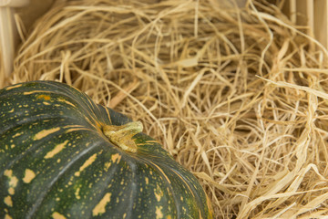 dynia zielona © Marcin