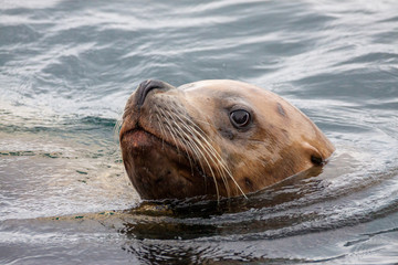 Fototapeta premium Robbe Seelöwe schwimmt im Meer. Fotografiert als Portrait.