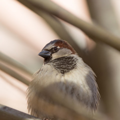 sparrow close up