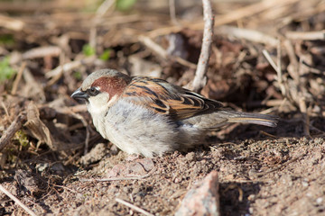 sparrow close up