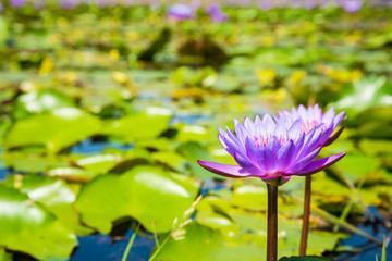 Purple Lotus in the lotus pond