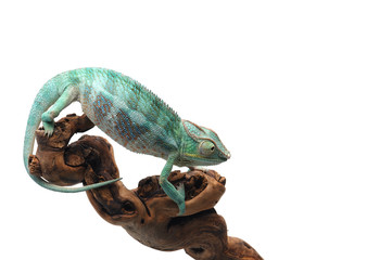 Blue Panther chameleon isolated on white background