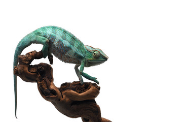 Naklejka premium Blue Panther chameleon isolated on white background