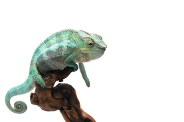 Foto op Plexiglas Blauwe Panterkameleon die op witte achtergrond wordt geïsoleerd © Dmitry