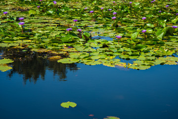 Purple Lotus in the lotus pond