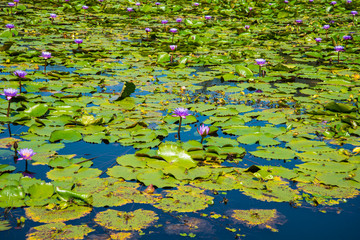 Purple Lotus in the lotus pond