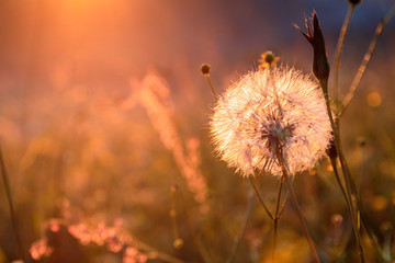 Faded dandelion in the meadow at sunset.