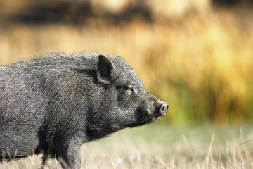 closeup of vietnamese black pig