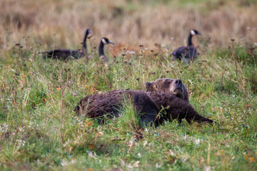 Grizzly Bär liegt in einem Feld und relaxed oder schläft in Kanada Knight inlet