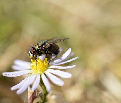 Macro photo of a greenbottle fly with pollen on it from a white and yellow wildflower 