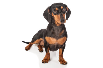 Dachshund Dog isolated over white background