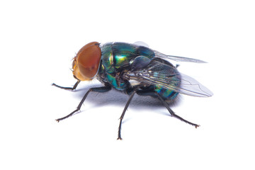 The close up photo of blow fly isolated on white background