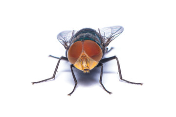 The close up photo of blow fly isolated on white background