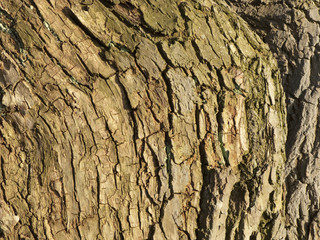 Bark of willow tree