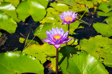 Purple Lotus in the lotus pond