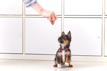 Training a puppy