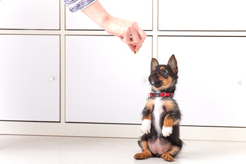 Training a puppy