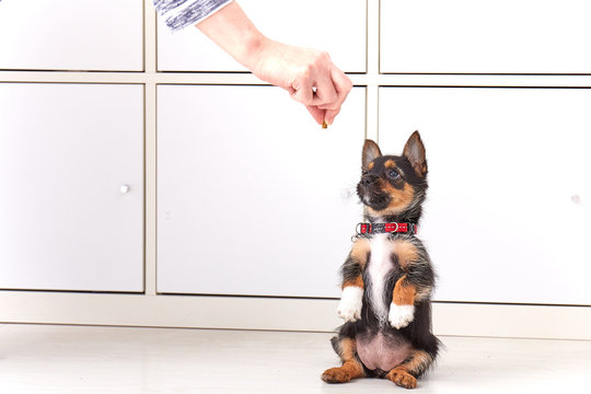 Training a puppy