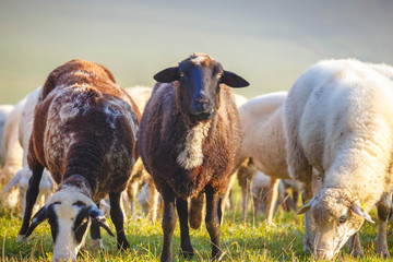Obraz premium White, spotted and black sheep grazing on the meadow.