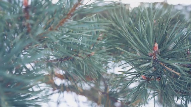 Fir tree branch outdoor, beautiful pine tree twigs