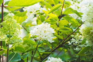 Hydrangea in the garden. Shallow depth of field.