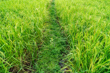 Paddy filed in Thailand