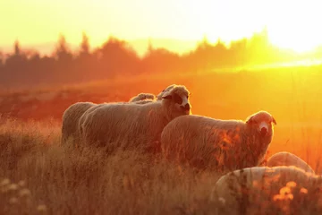 Papier Peint photo Lavable Moutons flock of sheep in beautiful sunset light