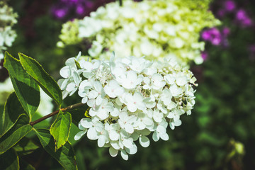 Hydrangea in the garden. Shallow depth of field.
