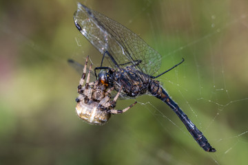 Spider eating dragonfly