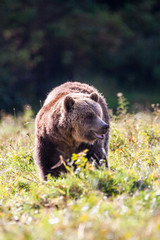 Grizzly Bär läuft über ein Feld in Kanada Knight inlet