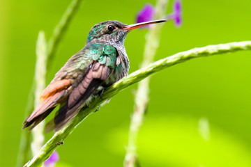 colibri © Dani Gallego