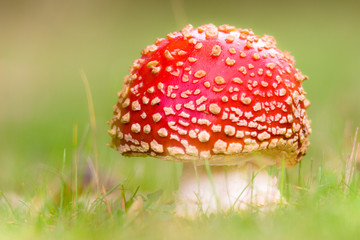 Amanita muscaria