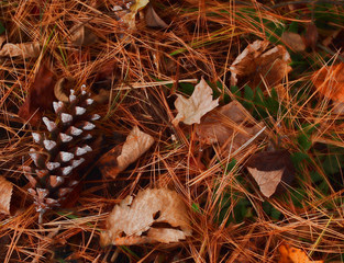 ground of the forest in autumn