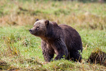 Grizzly Bär läuft über ein Feld in Kanada Knight inlet