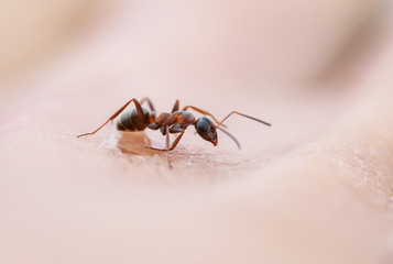 a small insect harmful brown ant crawling on the skin of the human hand